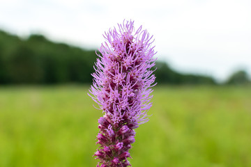 Purple Blazing Star flowers in the prairie on a summer morning