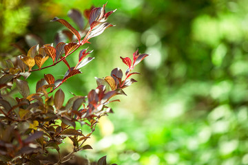 Buddhistischer Garten im Sommer