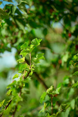 Buddhistischer Garten im Sommer