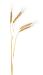 Fototapeta premium Spikelets of ripe rye isolated on a white background. Rye ears.