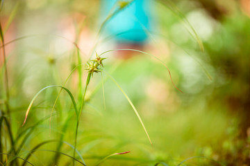 Buddhistischer Garten im Sommer