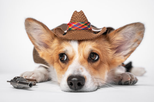 Adorable Sad Welsh Corgi Pembroke Or Cardigan In Cool Cowboy Costume With Straw Wide Brimmed Hat And A Revolver Lying On White Background. Dog Is Ready For Fun Halloween Party. Funny Clothes For Pets.