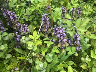 lilac flowers in the garden