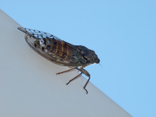 Cykada