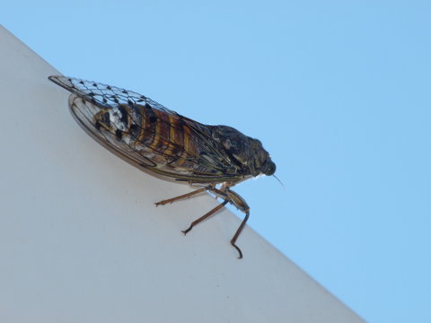 Cykada