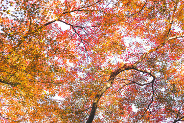 Yellow-red maple flowers that bloom throughout the tree. Nature Background.