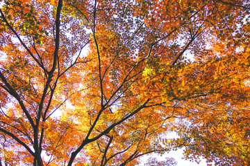 Leaves changing colors in Japan There are both green, yellow and red that are flowering for the past tourists to watch, Japan.