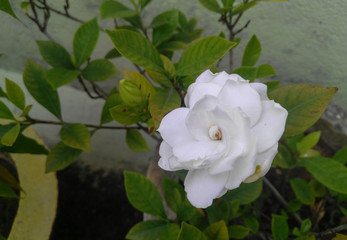 white rose with water drops