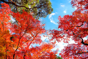 Leaves changing colors in Japan There are both green, yellow and red that are flowering for the past tourists to watch, Japan.