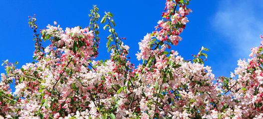 Blooming sakura tree benches  with blue sky  © Iriana Shiyan