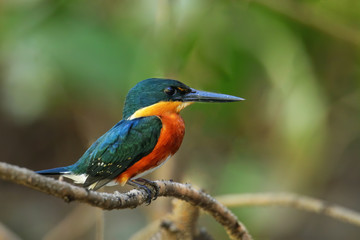 American pygmy kingfisher (Chloroceryle aenea) perched on a stick