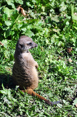 Suricate standing in the grass