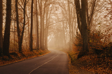 Verliebter Wald im Herbst