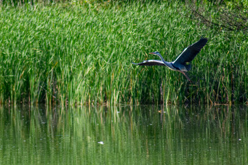 grey heron 
