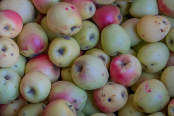 Multi-colored apples in a box. Selling crops on the market. Natural, healthy, vitamin-rich foods. Food for health. A variety of types of apples: yellow, red, green, variegated, with dots.