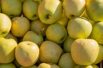 Multi-colored apples in a box. Selling crops on the market. Natural, healthy, vitamin-rich foods. Food for health. A variety of types of apples: yellow, red, green, variegated, with dots.