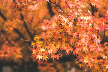 Leaves changing colors in Japan There are both green, yellow and red that are flowering for the past tourists to watch, Japan.
