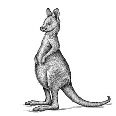 black and white engrave isolated kangaroo illustration