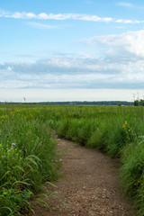 Dirt trail through the wildflowers and green grass on a summer morning.  Dixon waterfowl refuge, Illinois.