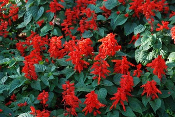 red and green leaves