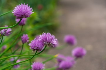 Obraz premium Purple and blue Gilliflowers in the grass. Slovakia