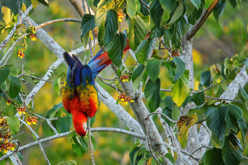 Scarlet macaw (Ara macao) eating fruit in a tree