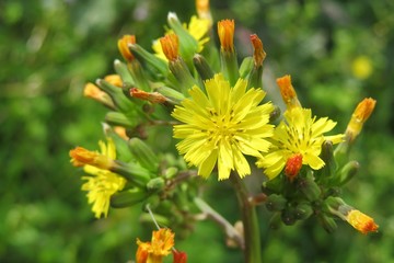 Yellow Youngia Japonica flowers in the meadow, closeup