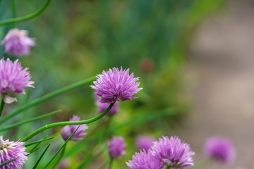 Obraz premium Purple and blue Gilliflowers in the grass. Slovakia