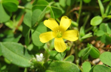 Yellow oxalis flower in Florida wild, closeup