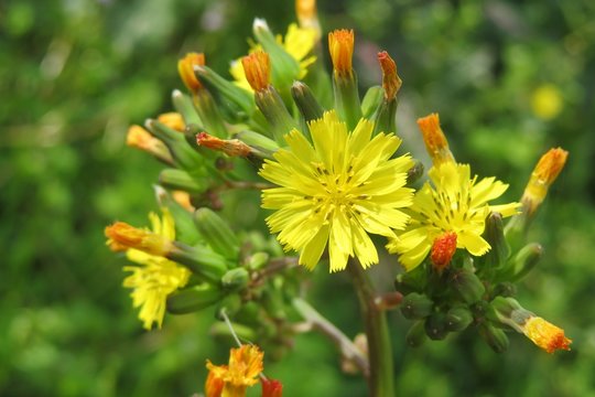 Yellow Youngia Japonica flowers in the meadow, closeup
