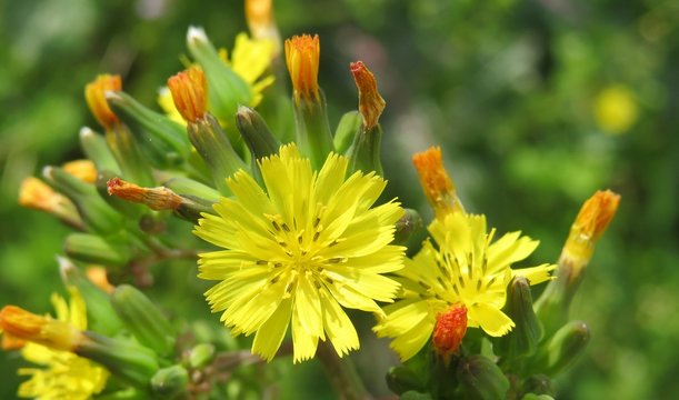 Yellow Youngia Japonica flowers in the meadow, closeup
