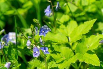 Purple and blue Gilliflowers in the grass. Slovakia