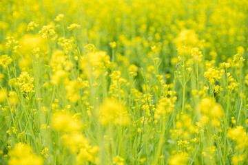 Little yellow flowers selection focus with blurred background.