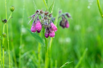 Purple and blue Gilliflowers in the grass. Slovakia