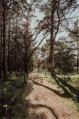 Bäume in den Dühnen