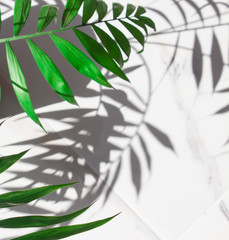 Green tropical leaves on white marble background. Copy space for design art work wallpaper. Summer concept, top view