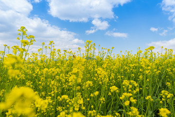 Little yellow flowers with blue sky background.
