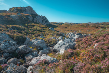 Obraz premium Rocks and Blooming Heather in Scotland