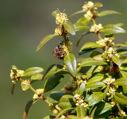 Obraz premium Close-up honey bee collecting pollen in summer garden with flowering plants