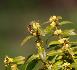 Close-up honey bee collecting pollen in summer garden with flowering plants