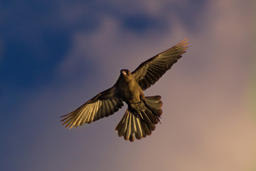 Ave en vuelo 