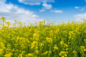 Little yellow flowers with blue sky background.