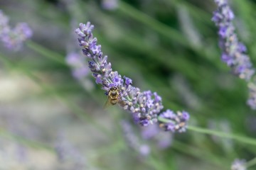 Honey bee pollinating on purple lavender flower. Slovakia
