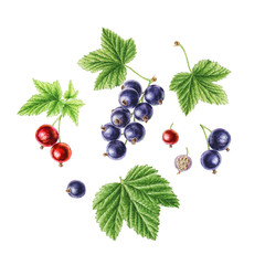 Hand-drawn watercolor set of redcurrant and blackcurrant.