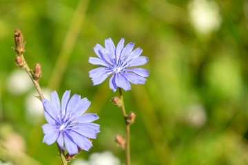 Purple and blue chicory flower in the nature. Slovakia