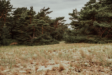 B&auml;ume in den D&uuml;hnen