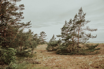 Bäume in den Dühnen