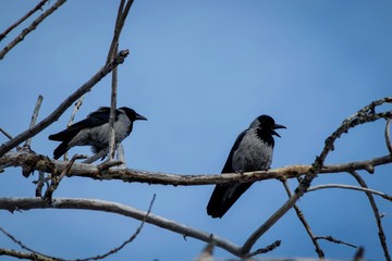 Two large gray birds with a black beak are sitting on a dried branch of an old tree against a blue sky