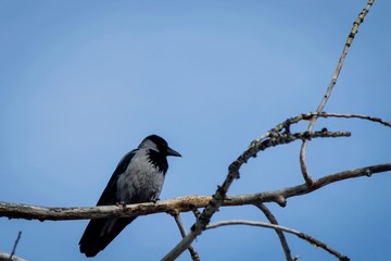 A large gray bird with a black beak sits on a dried branch of an old tree against a blue sky