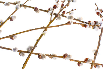 Blooming Willow isolated on white background